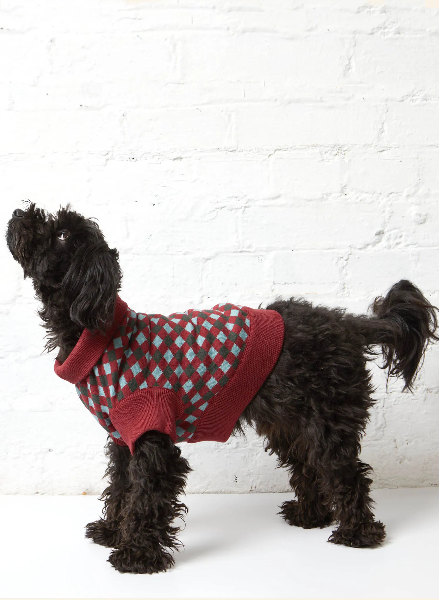 Rodney Dog Jumper - Navy Check